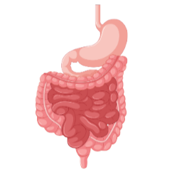 intestine